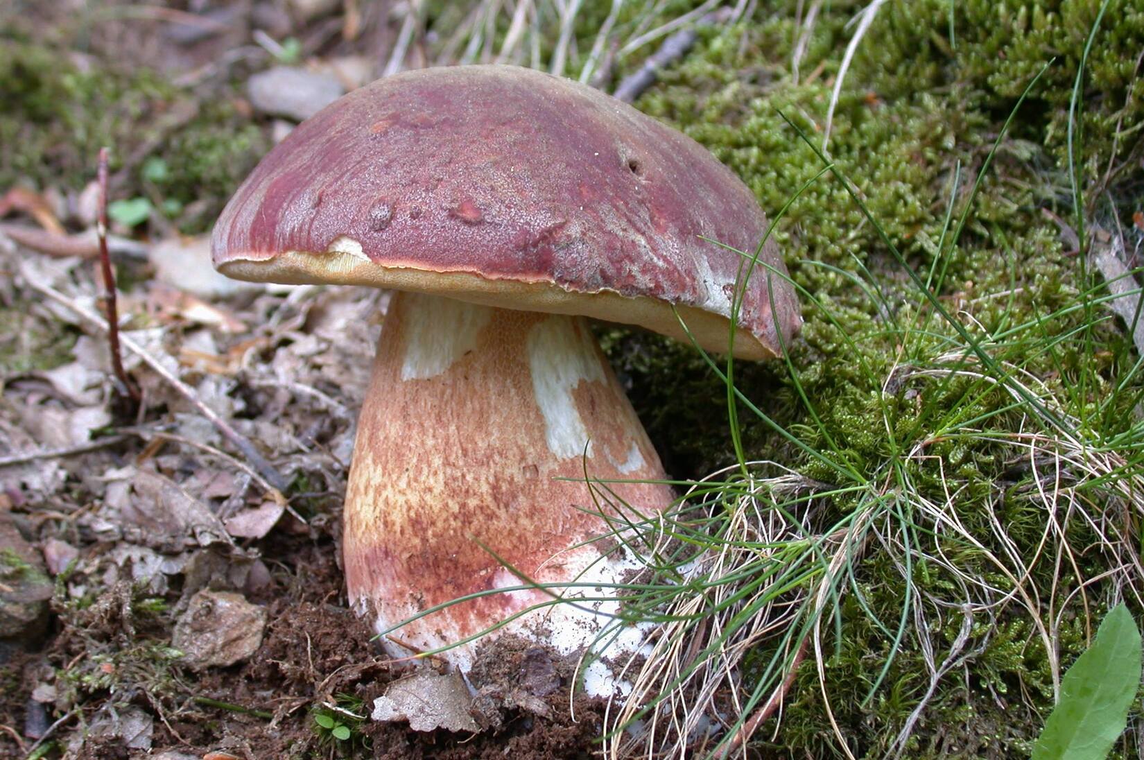 salonduchampignon_societemycologiqued'ales_saintjeandugard_museedesvalleescevenoles_gard_cueillette_champignons_reveildumidi