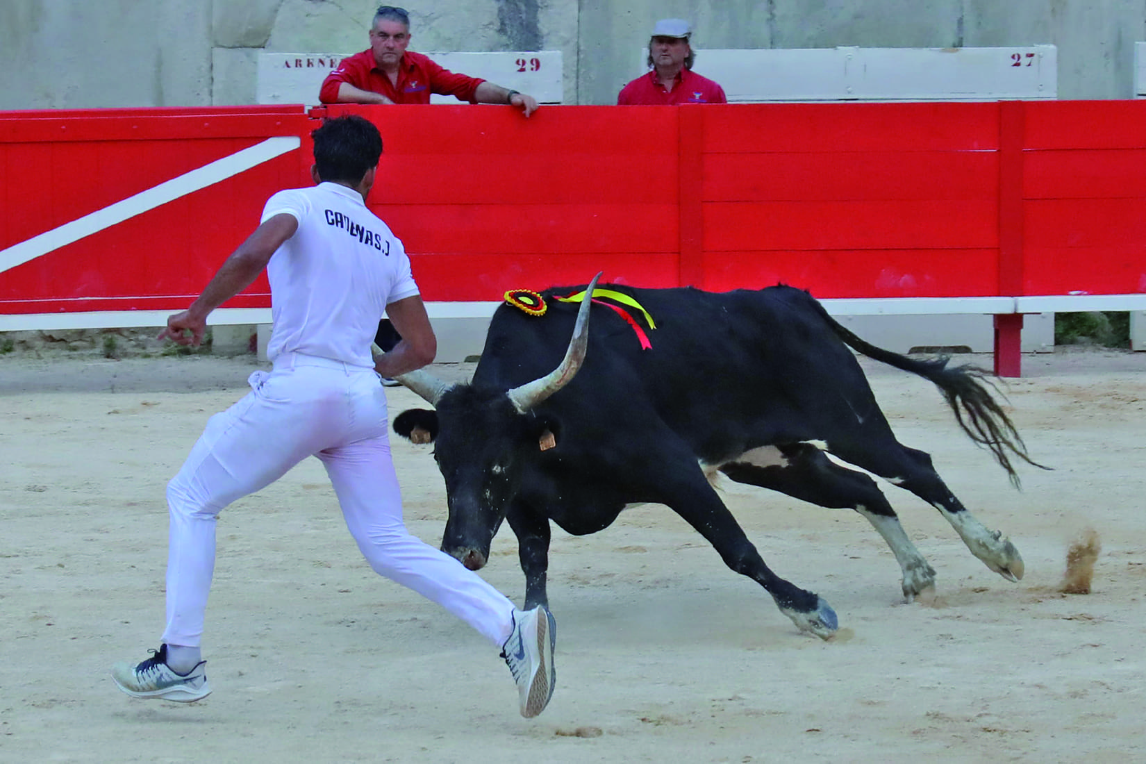 course camarguaise arènes de Nîmes Saumade taureaux raseteurs