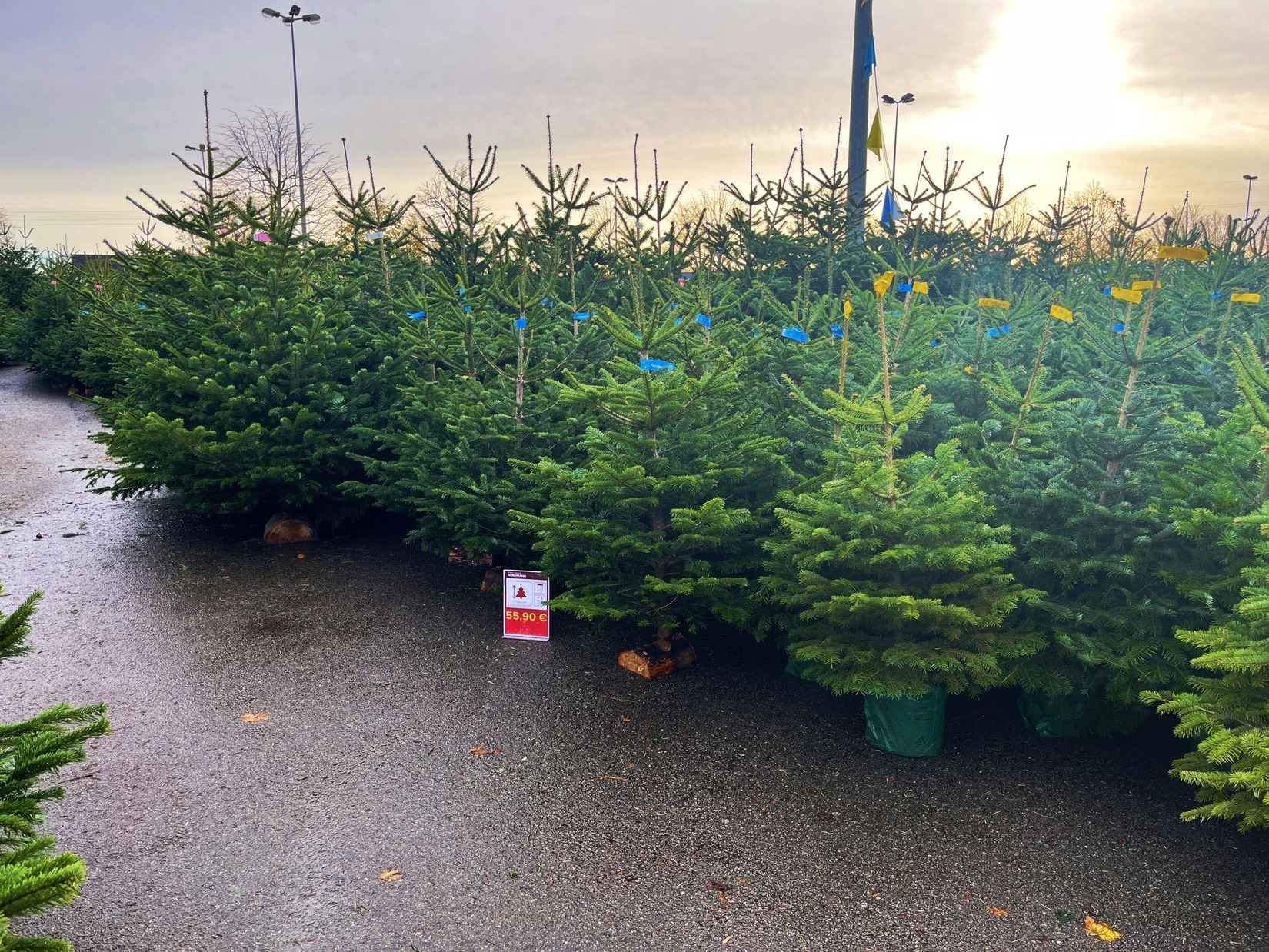 sapinsdenoel_sapins_recyclage_dechetterie_fetesdenoel_fetes_roidesforets_epicea_nordmann_truffaut_benneàordures_collectedesapins_sapin_gard_nimes_ales_reveildumidi