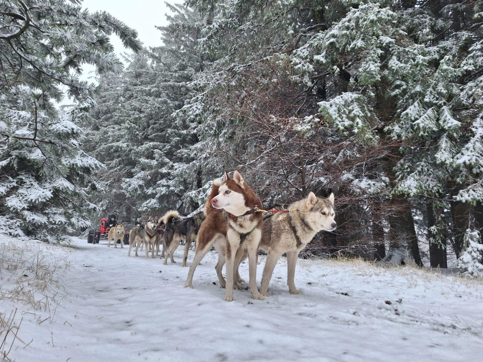 Neige Gard Ski Hiver Station Flocons