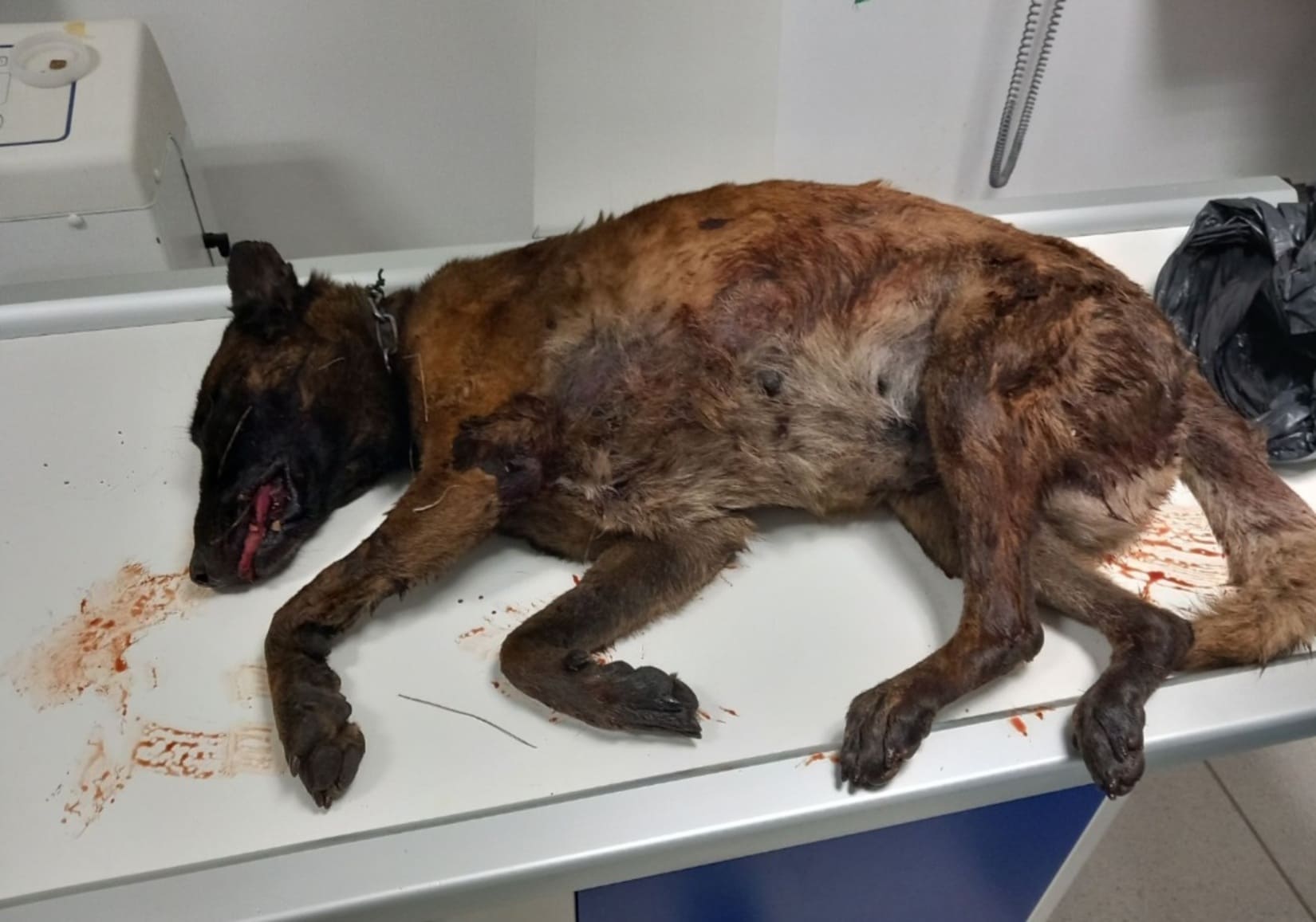 Cadavre Chien Voie publique Gendarmerie Enquête 