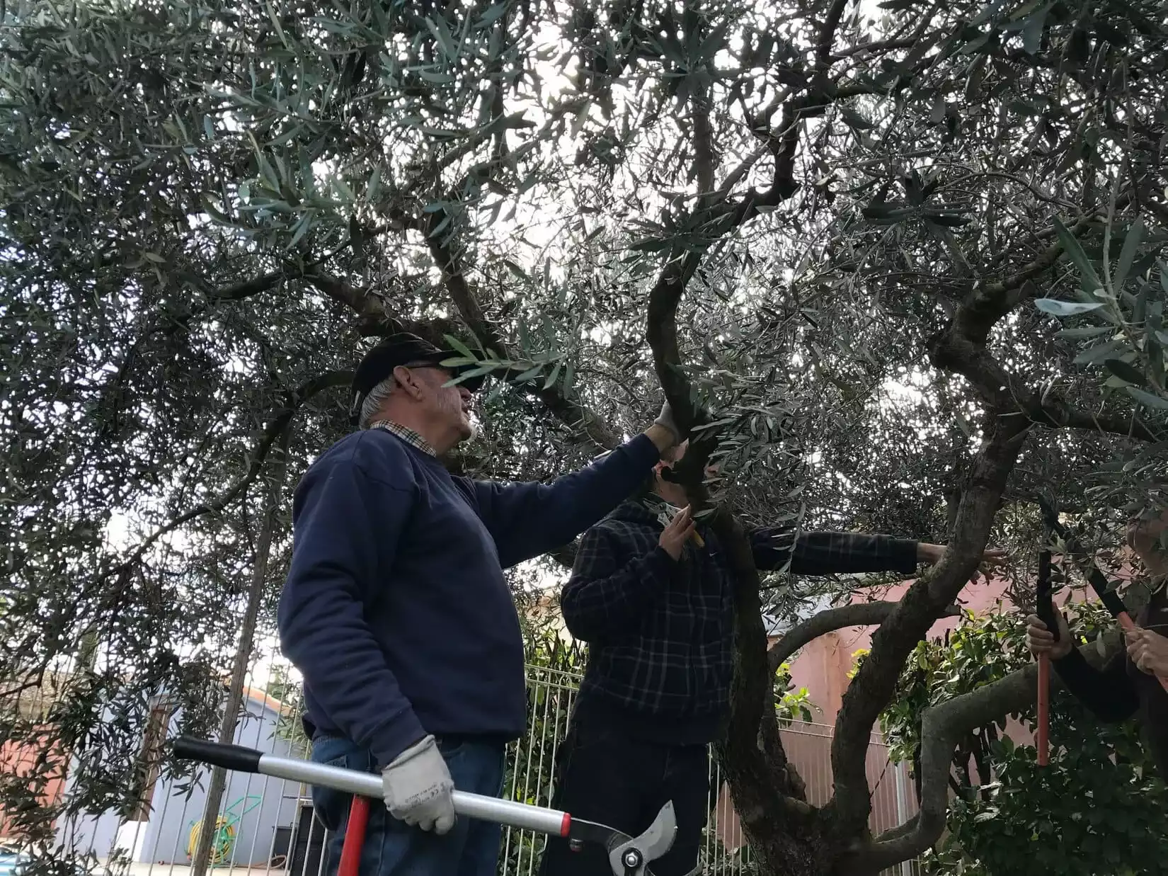 Association téléthon oléiculteur olive sociale solidarité