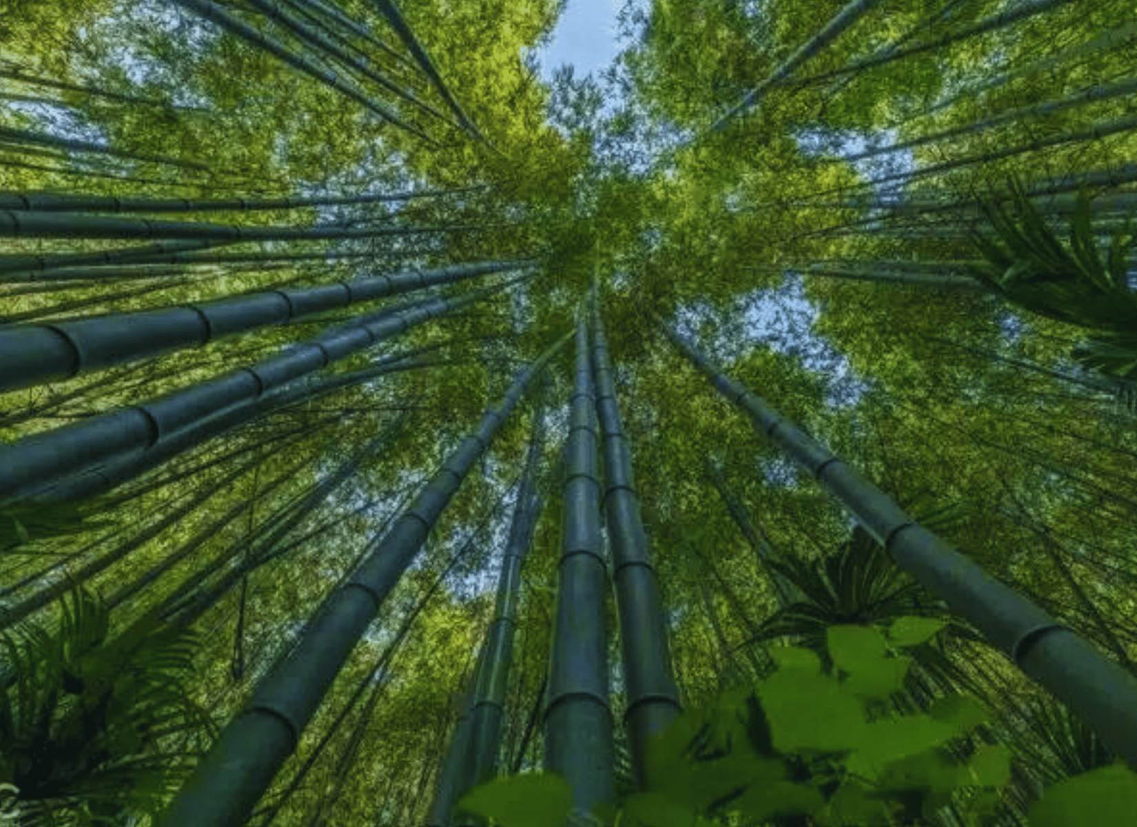 Bambouseraie Cévennes Gard Saison Ouverture Parc Sorties 