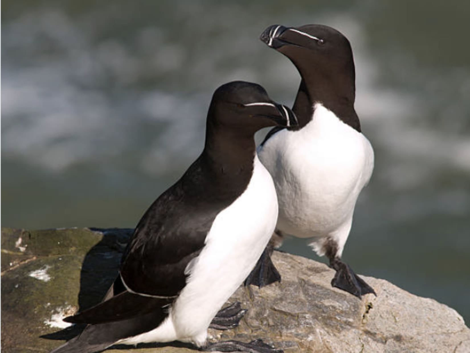 Pingouin_torda_Grau_du_Roi_Oiseau_phénomène_Méditérannée_le_réveil_du_midi