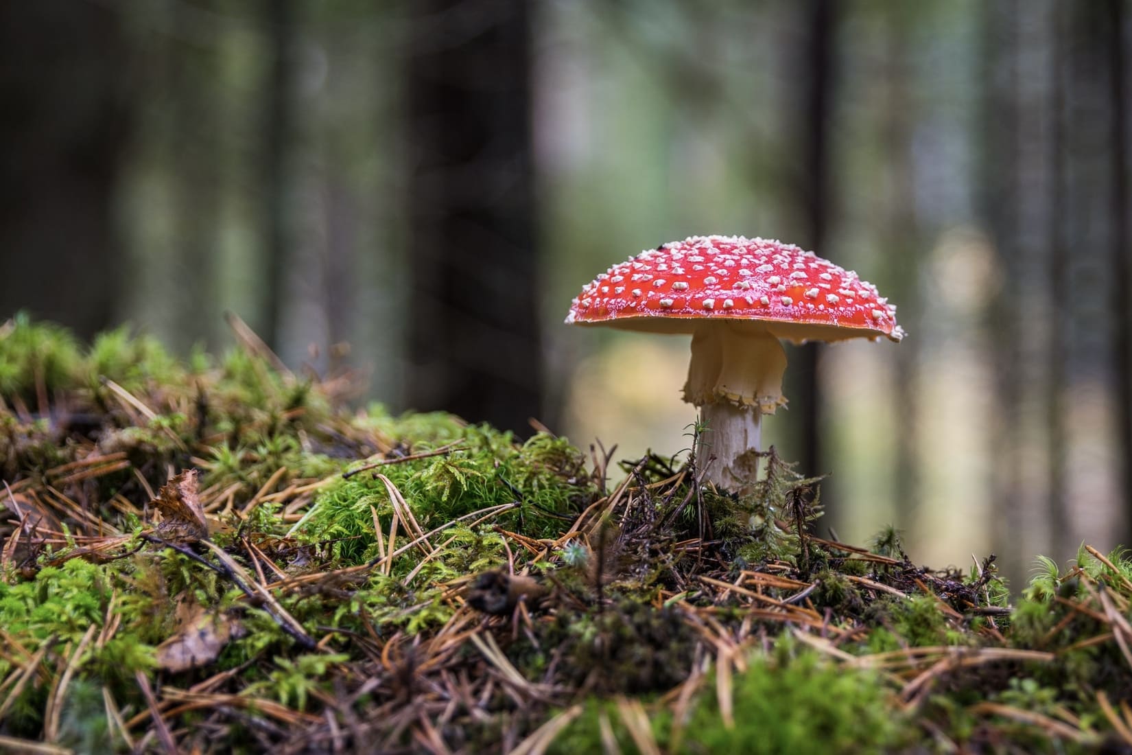 Cueillette champignons conseils recommandations ONF automne