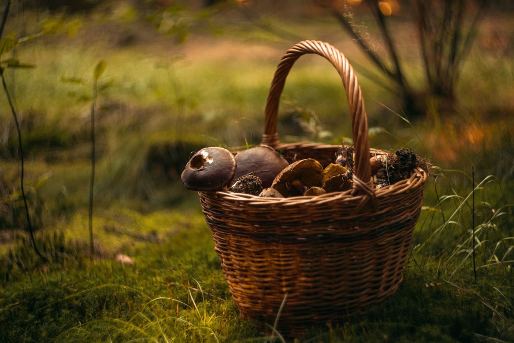 Champignons Récolte Gendarmerie Conseil Santé Prévention Gard