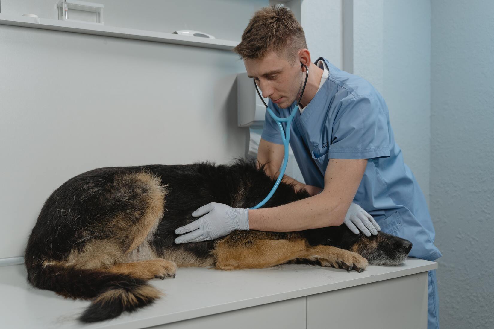 chiens empoisonnés incident empoisonnement morts faitdivers leréveildumidi