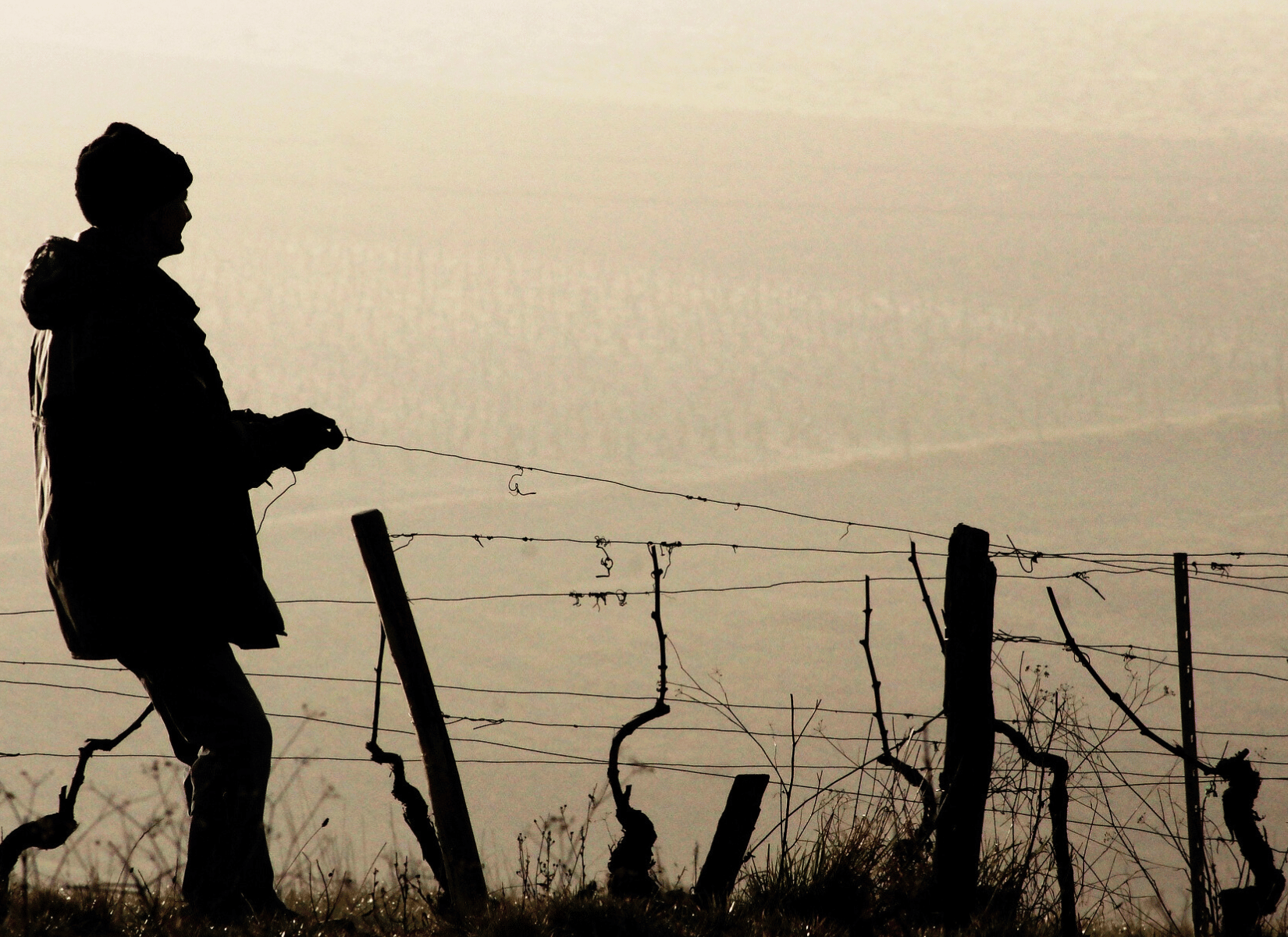 Gouvernement Gard France Aide Etat Crise Vigne Viticole Viticulteur