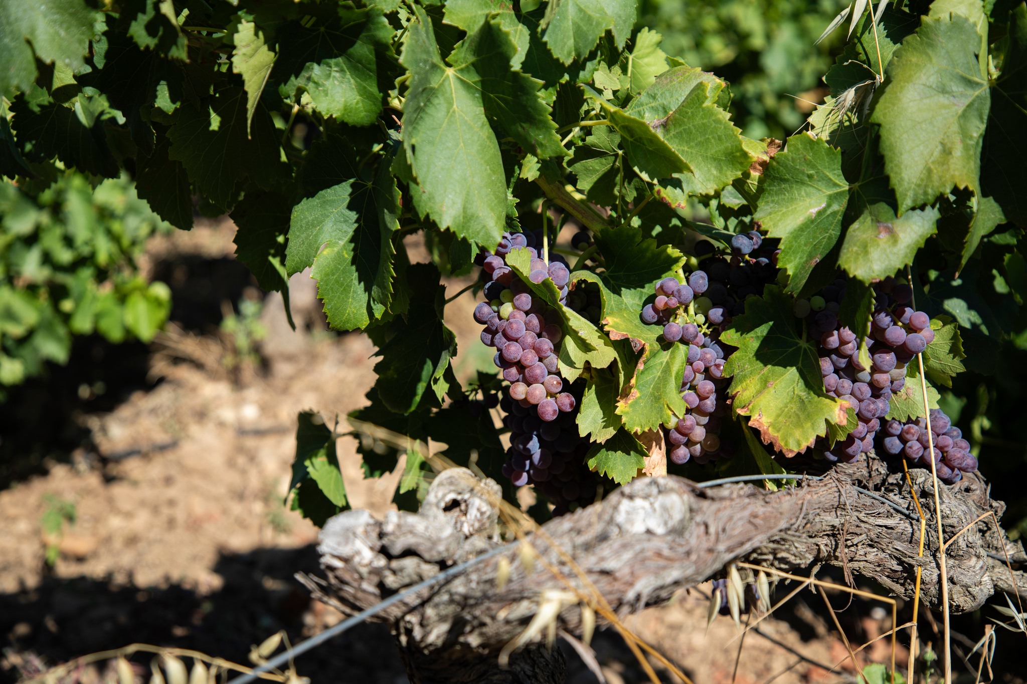 Vin Domaine Viticole Costières Agriculture Régénérative Nîmes Gard