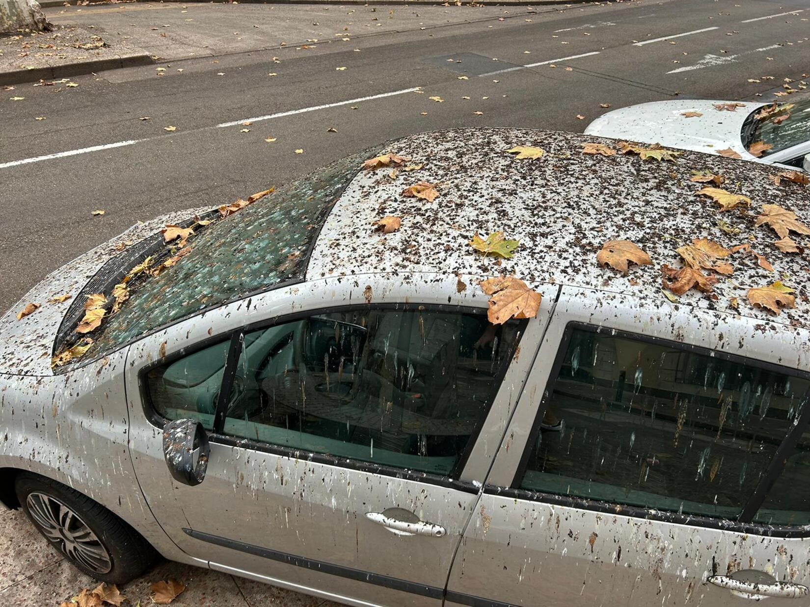 étourneaux Nîmes nuisances fientes oiseaux riverains habitants