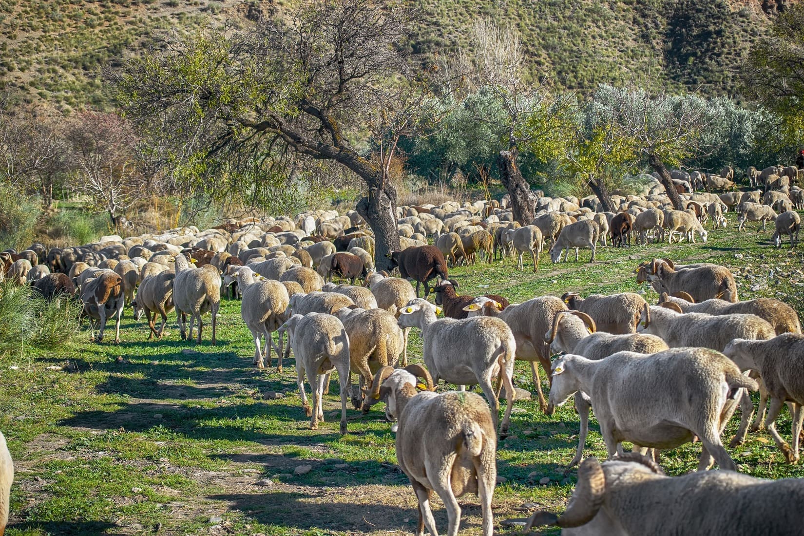 projet_alimentaire_pays_uzès_éleveur_agriculteurs_école_enfants_élève_agriculture_leréveildumidi