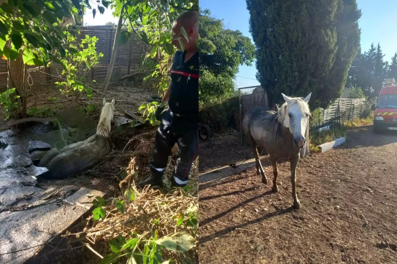 Fait divers jument pompiers unité spécialisé animalière fosse sceptique