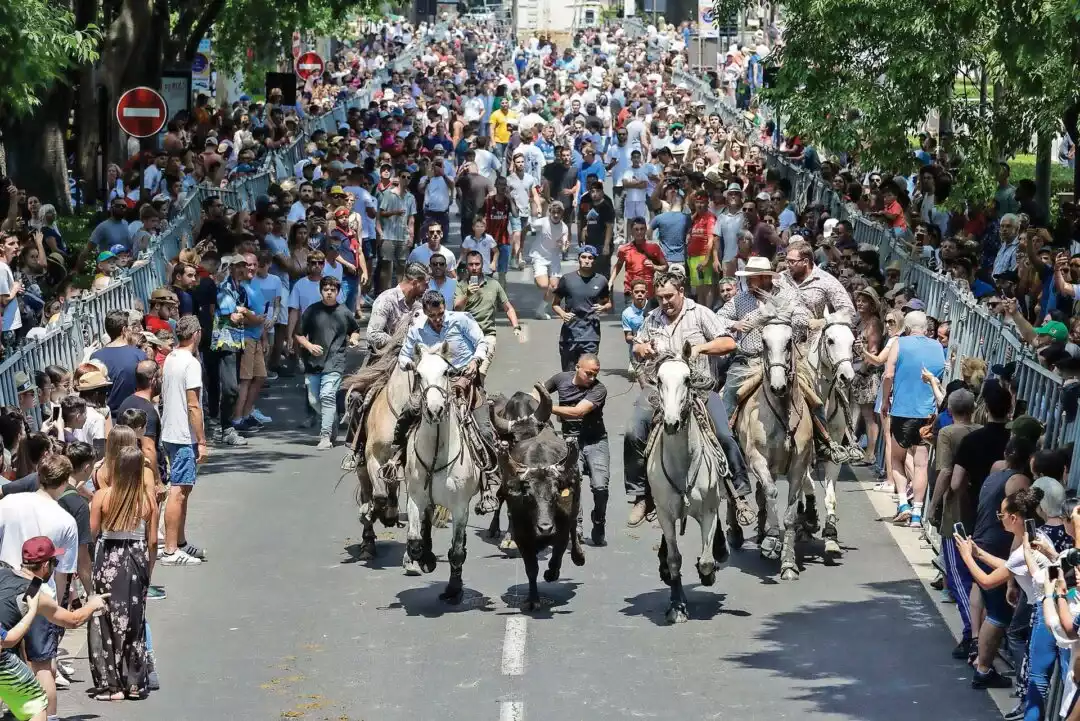 programme feria vendanges nîmes vendredi 15 septembre abrivado chevaux taureaux