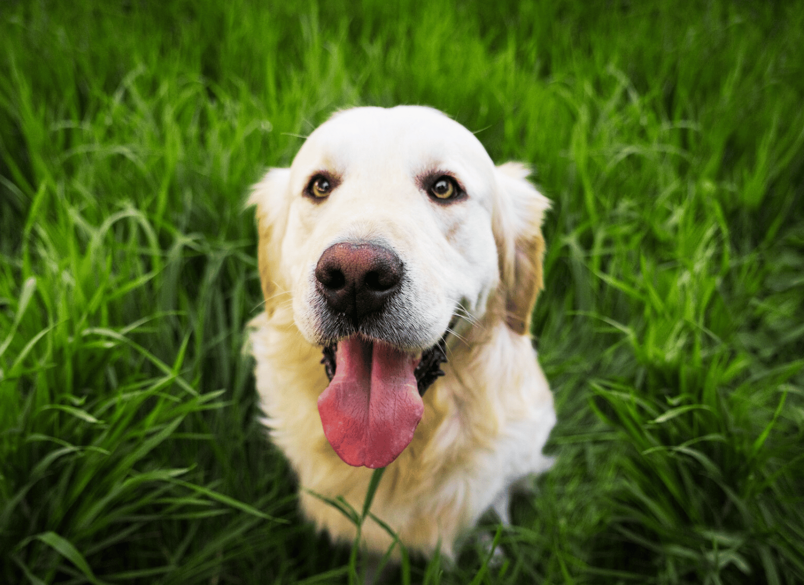 Golden Retriever Bagnols Cèze Chiens Aveugles Compagnon Association Gard 