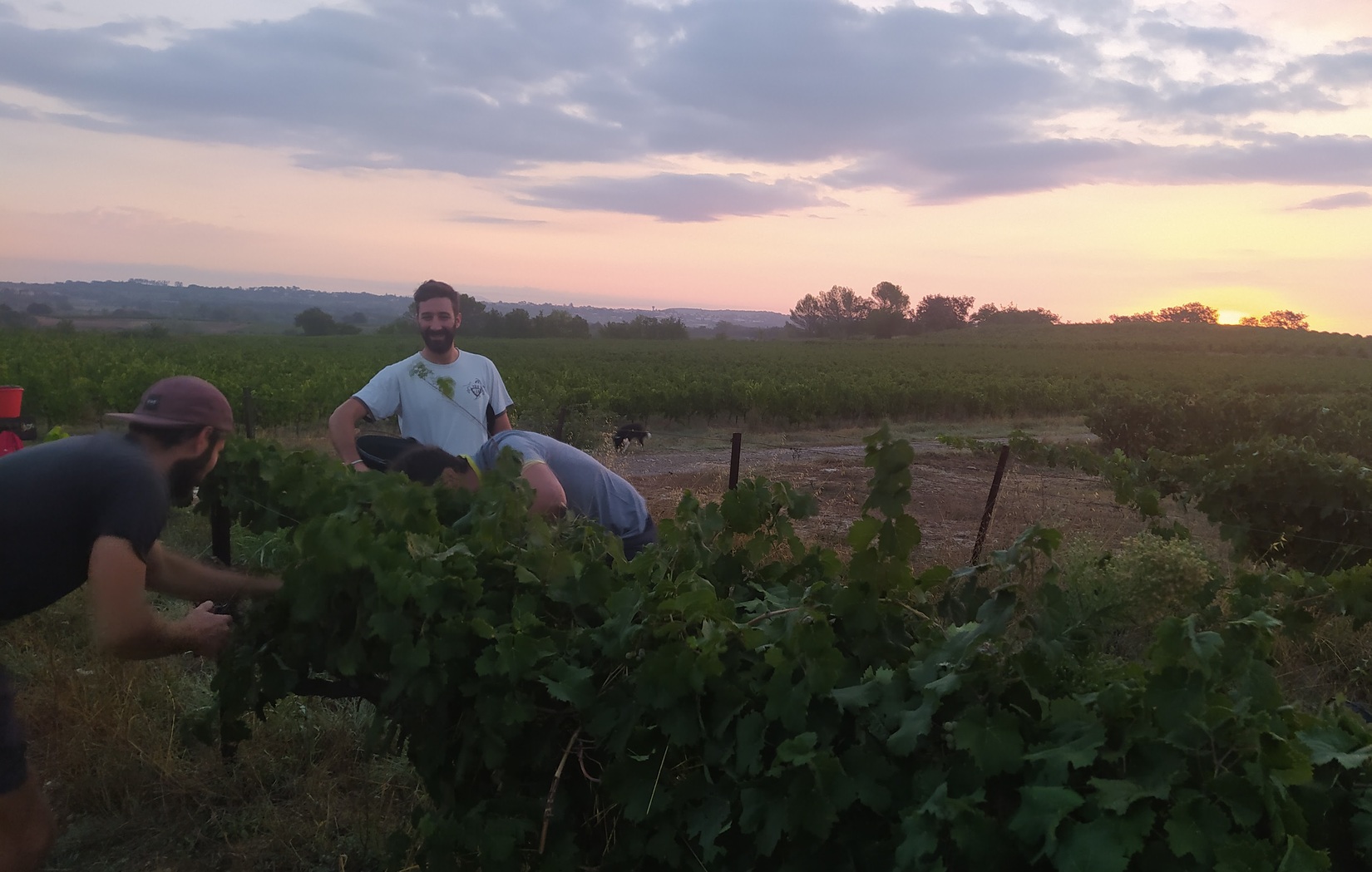 vendanges_savignargues_vignes_reveildumidi