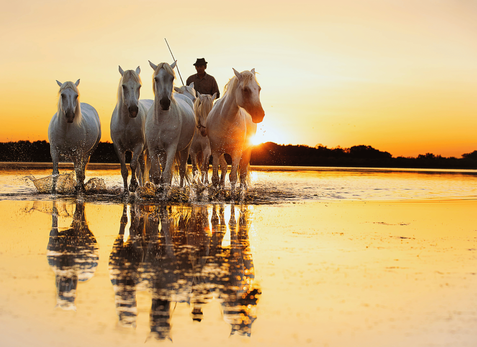 Camargue Gard Paris International Salon Agriculture Evènement