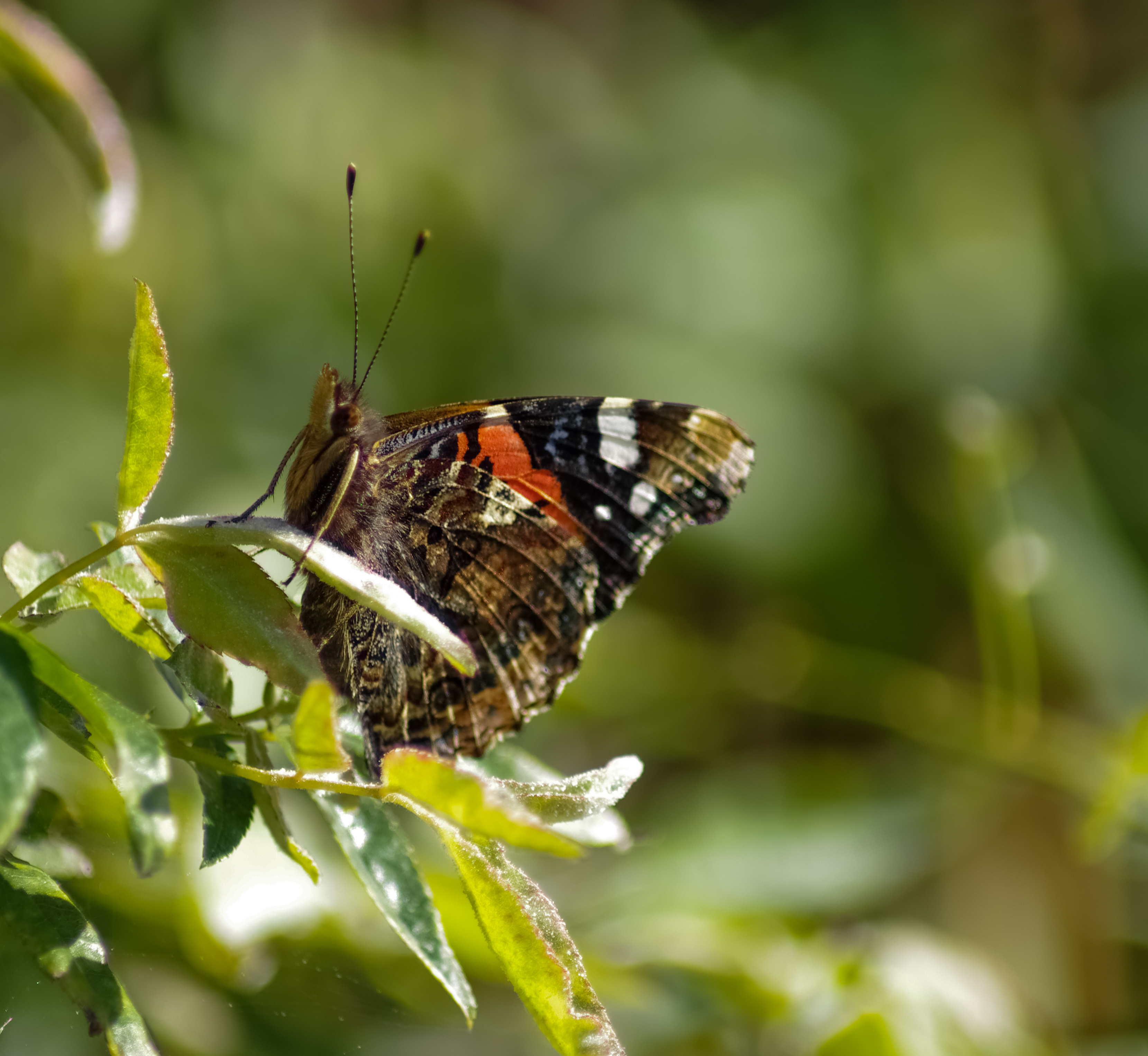 Milla20Grandin20-20Prise20dans20son20jardin20-20DC3A9butant.jpg