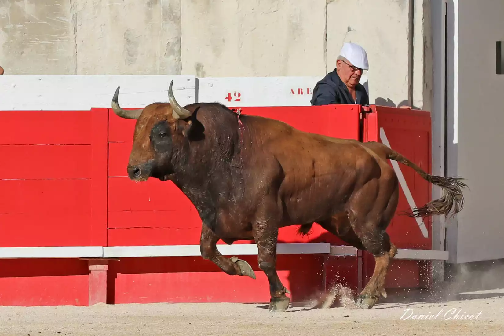 nîmes feria des vendanges première corrida toros Ganaderia Robert Margé 