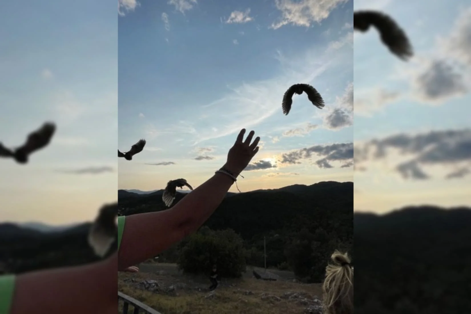 Oiseaux liberté ermitage alès nature environnement