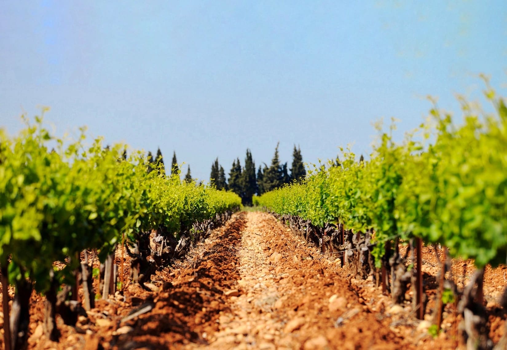 Randonnées dégustations sentiers cave tavel biodiversité nature garrigues thème vin leréveildumidi