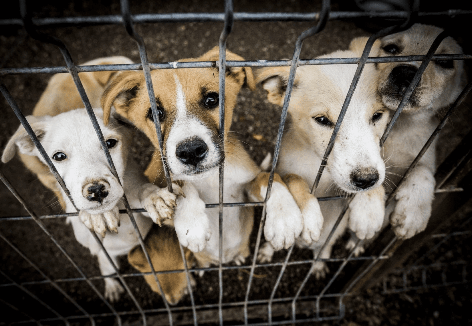 vols_croquettes_refuge_refugeanimalier_chats_chiens_aniamux_faitdiver_bénévolat_dons_aide_leréveildumidi