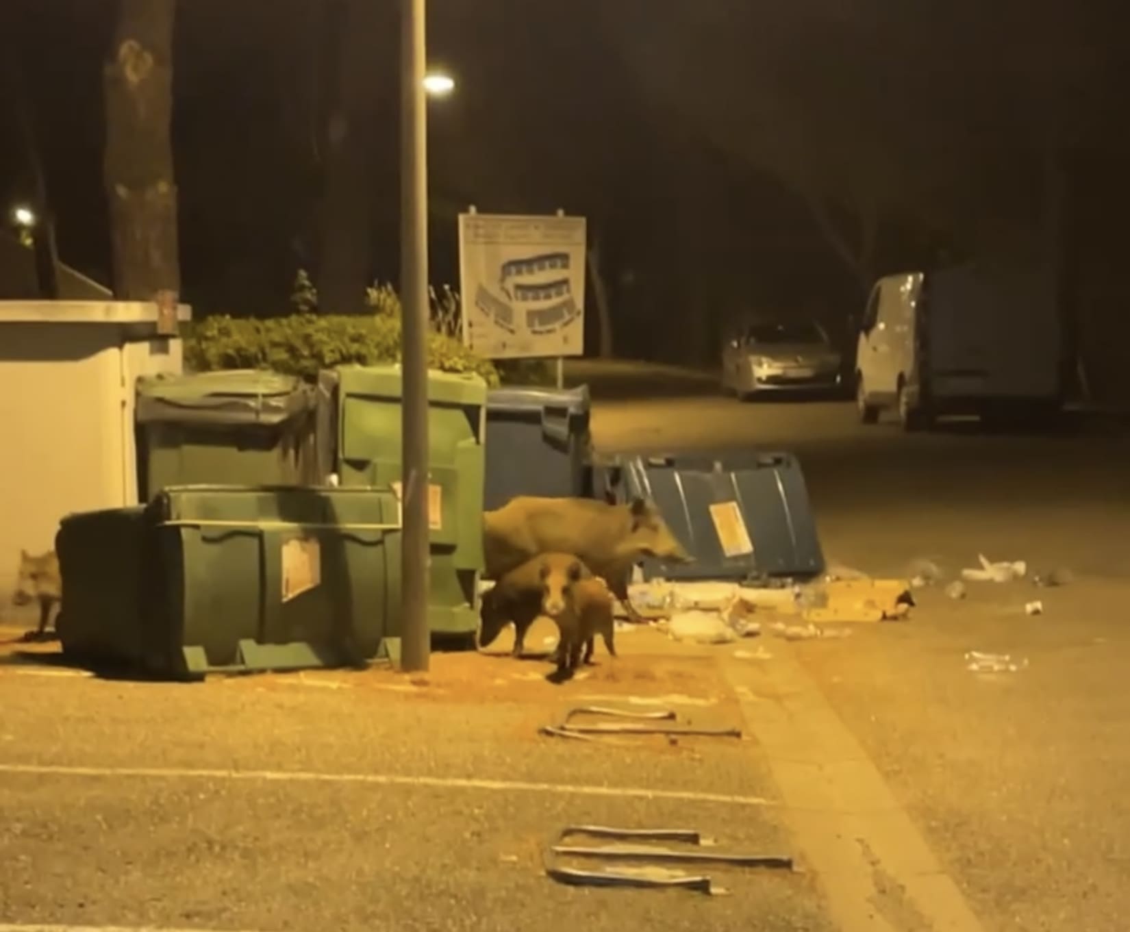 Sangliers Nîmes environnement animaux dégradations 