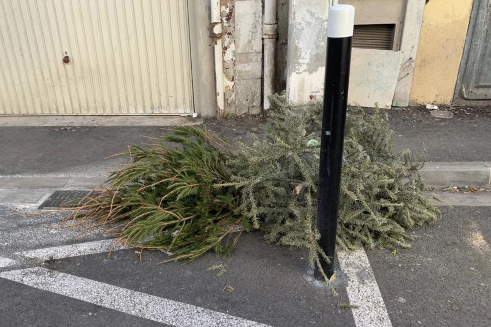 Sapin trottoir points de collecte sapins de Noël abandonnés environnement