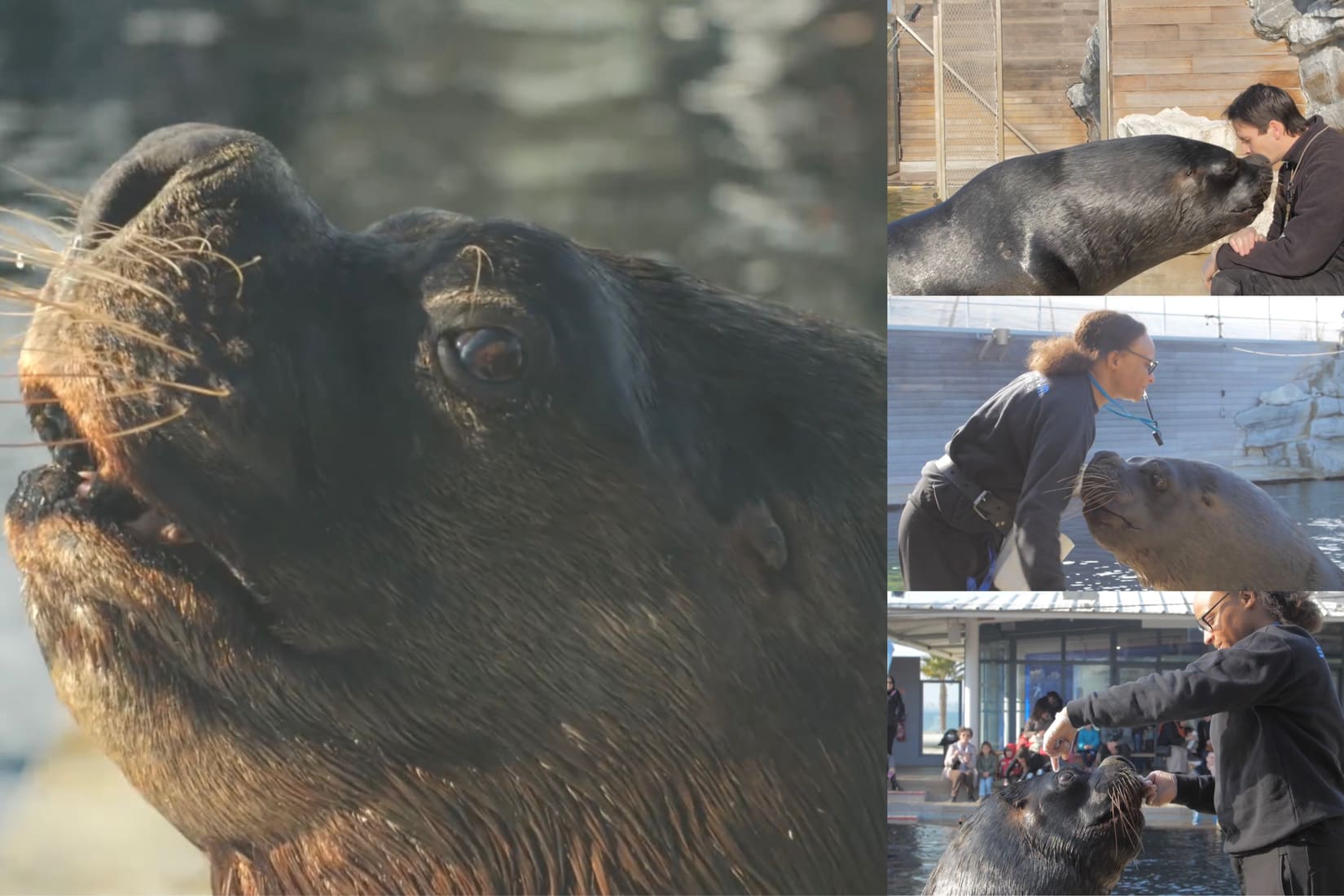 Simba otarie animal Seaquarium Institut Marin décès