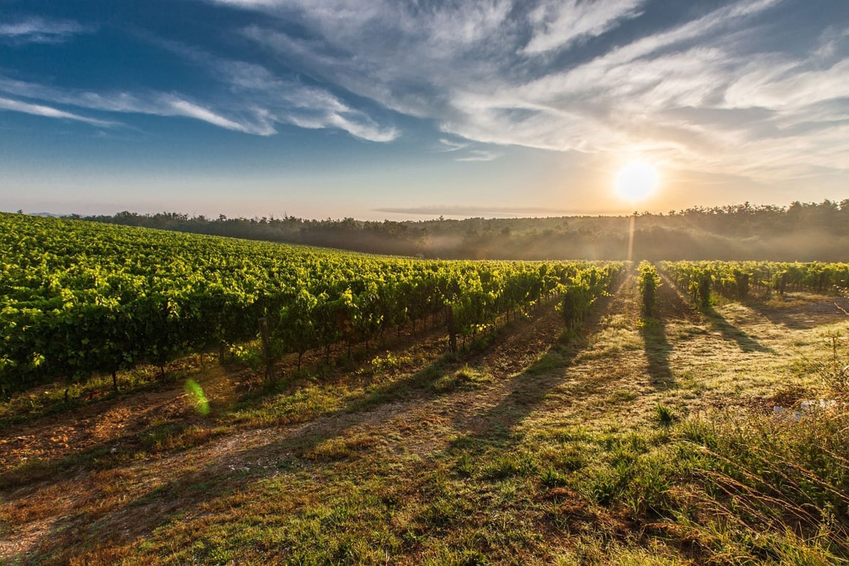 Vin Vigneron Apellation Certification AOP Nature Alimentation Alcool Midi Gard Terroir