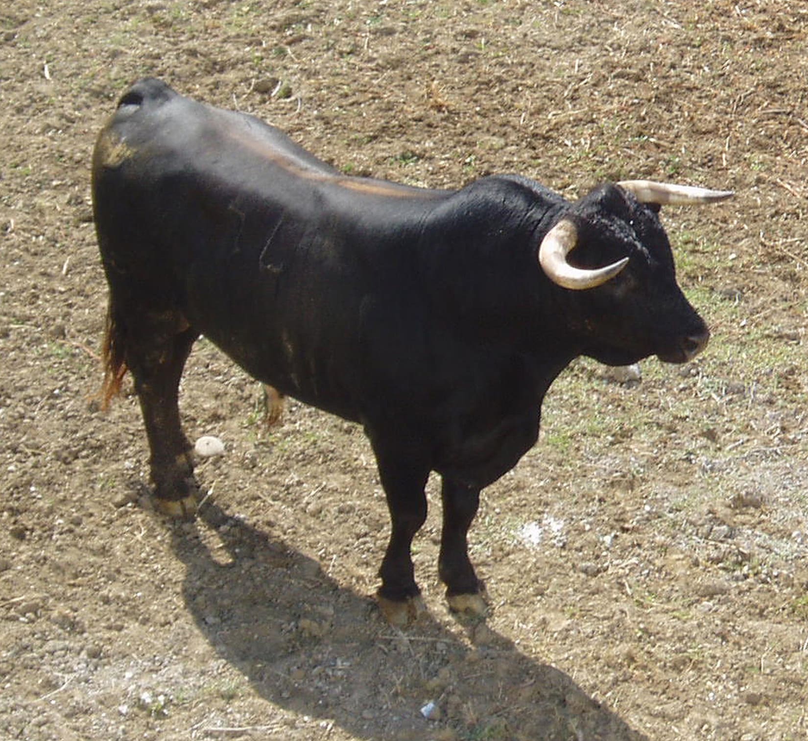 Capea clapas toro tauromachie taureaux club taurin