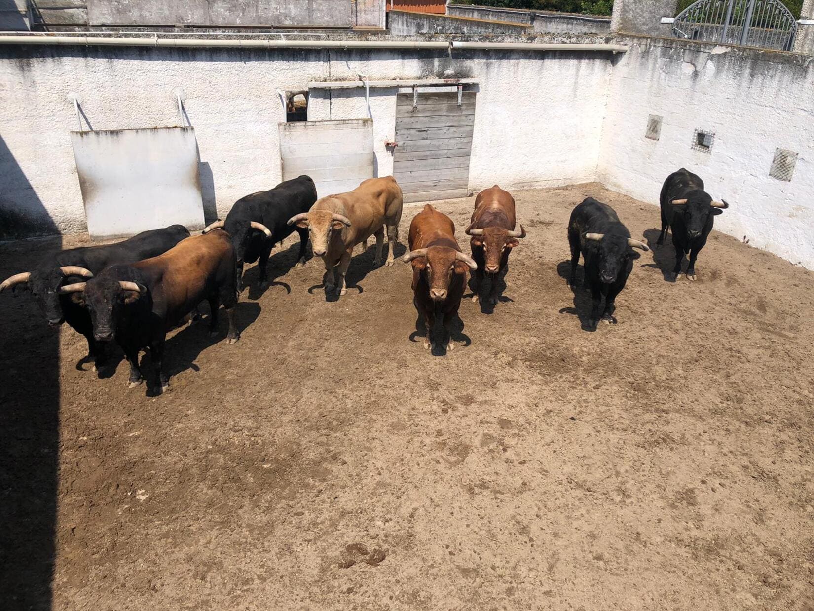 Toros coral feria de Nîmes de pentecôte corrida