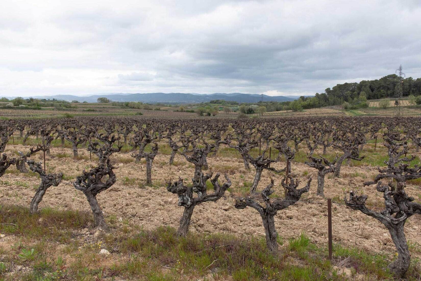 Vigne aides financière économie agriculture