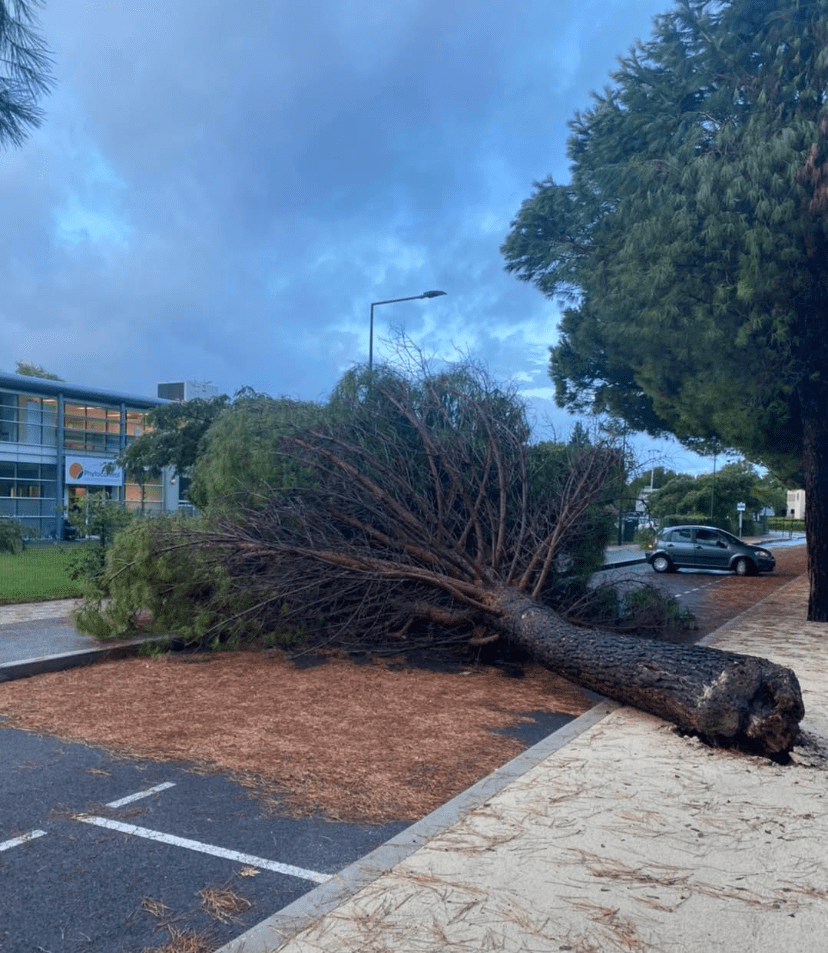 Un arbre tombé sous les précipitation au sein du Parc scientifique Georges Besse. Crédit photo : Geoffrey Gaye.