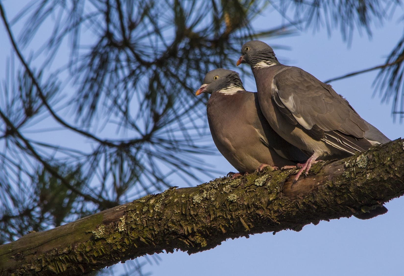 Pigeaon_aigle_palombe_oiseau_danger_pesticide