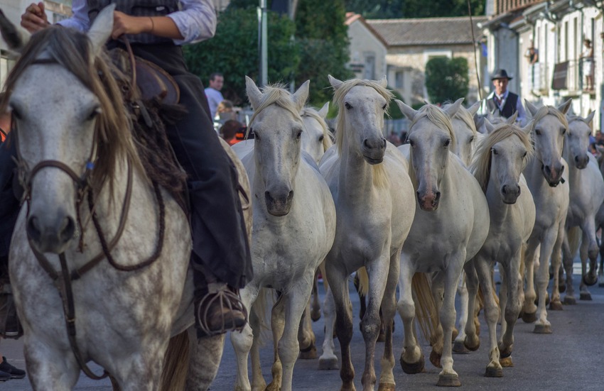 camargue_bouvine_defense_lereveildumidi