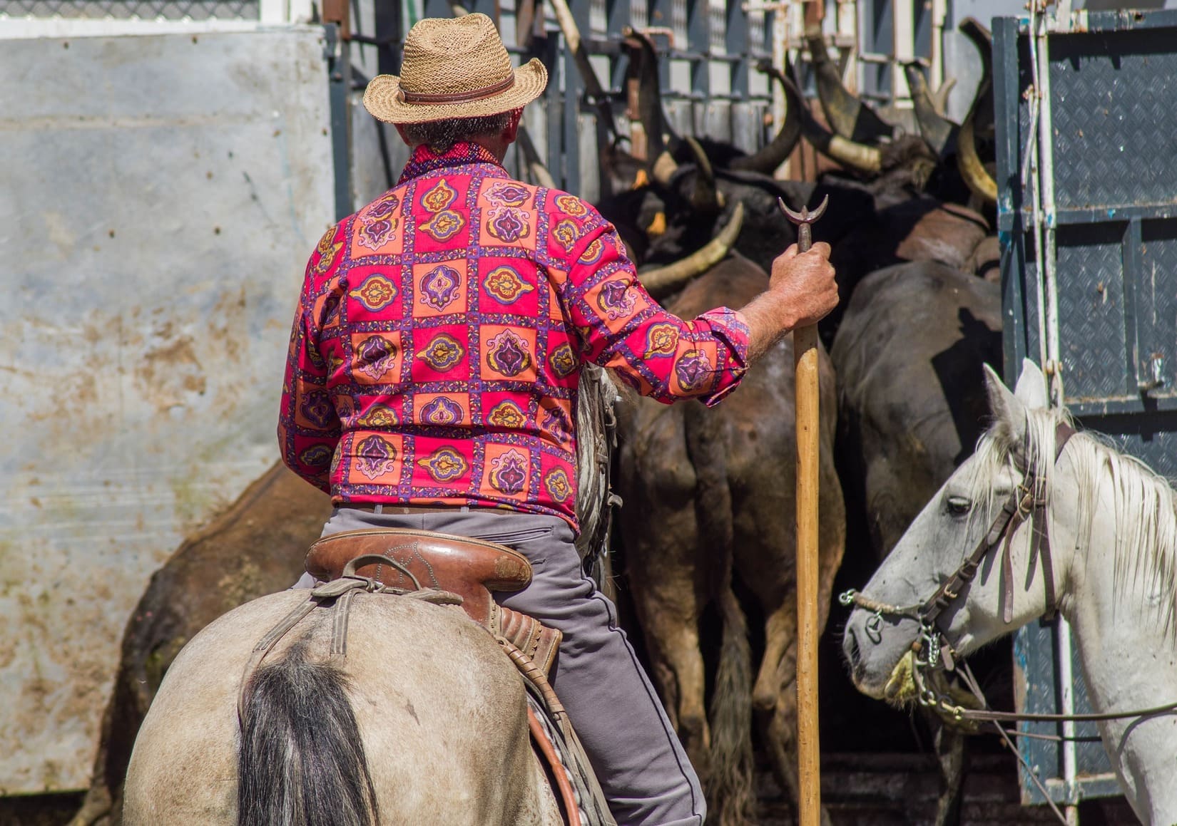 camargue_bouvine_manifestation_tribune_animaliste_manades