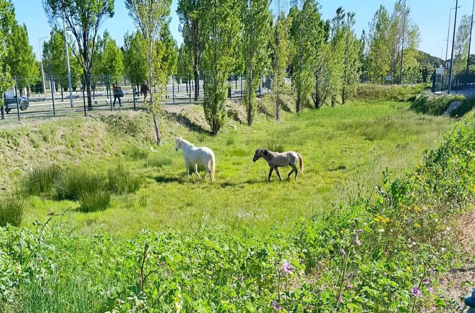 Ils se trouvent pour le moment dans le plus petit bassin, ils seront ensuite transférés dans les bassins à l'arrière du centre-commercial, jusqu'à ce qu'il n'y ait plus d'herbe à manger. Crédit photo : GG