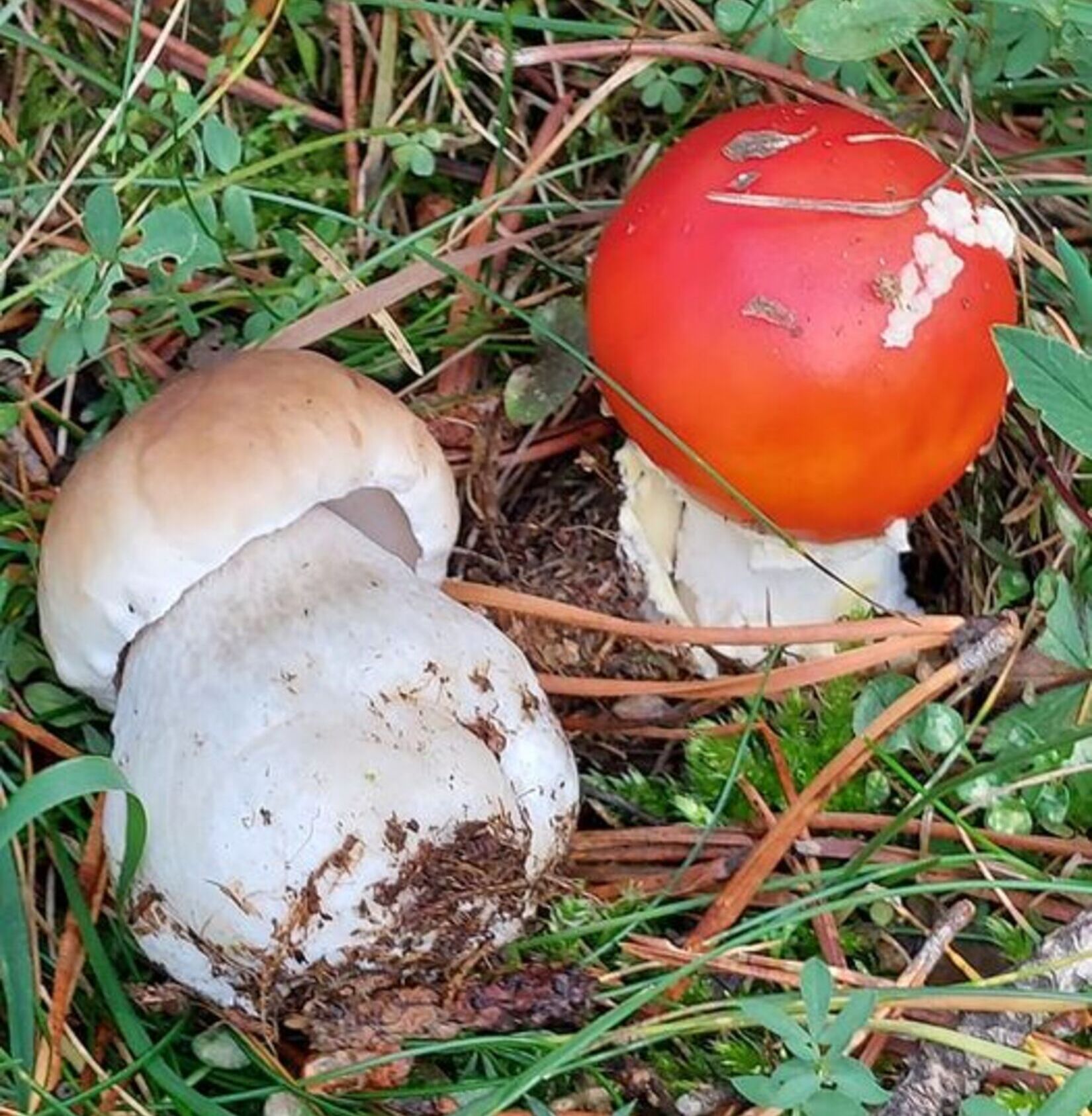 champignons_sma_ales_salonduchampignon_maisonrouge_reveildumidi