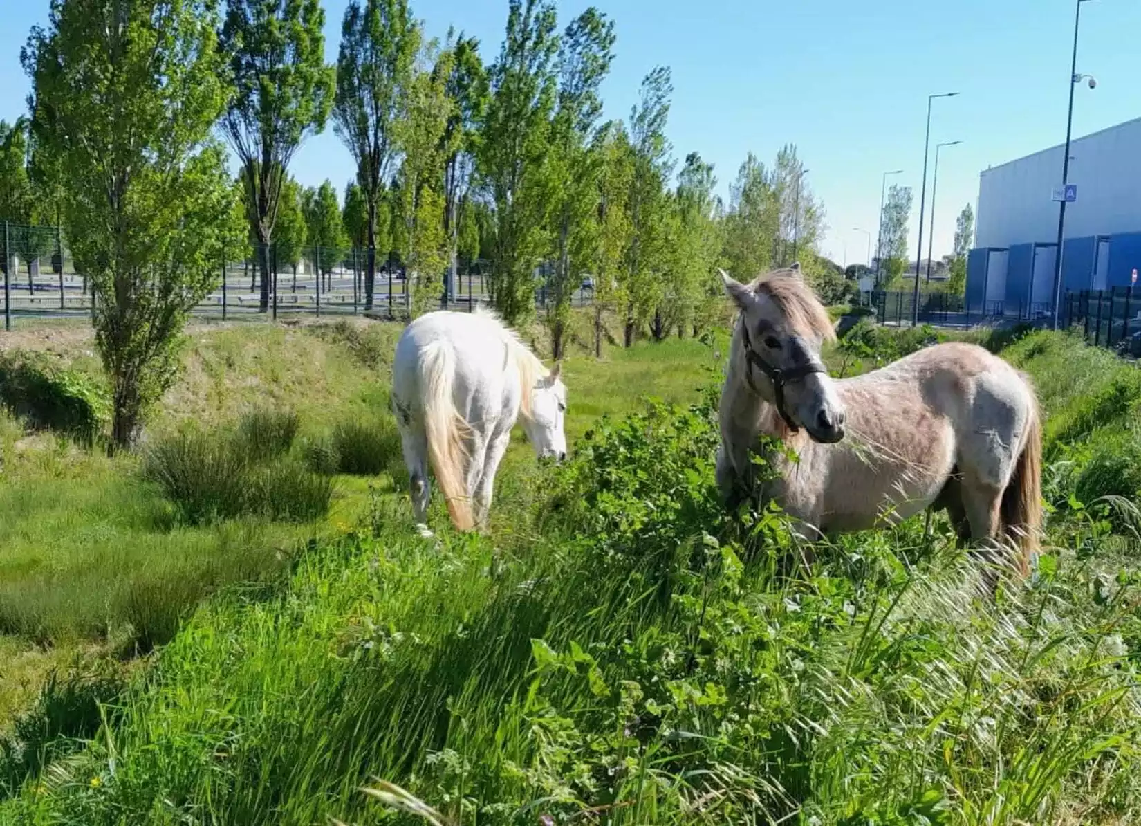 chevaux camargue centre commercial family village cap costiere