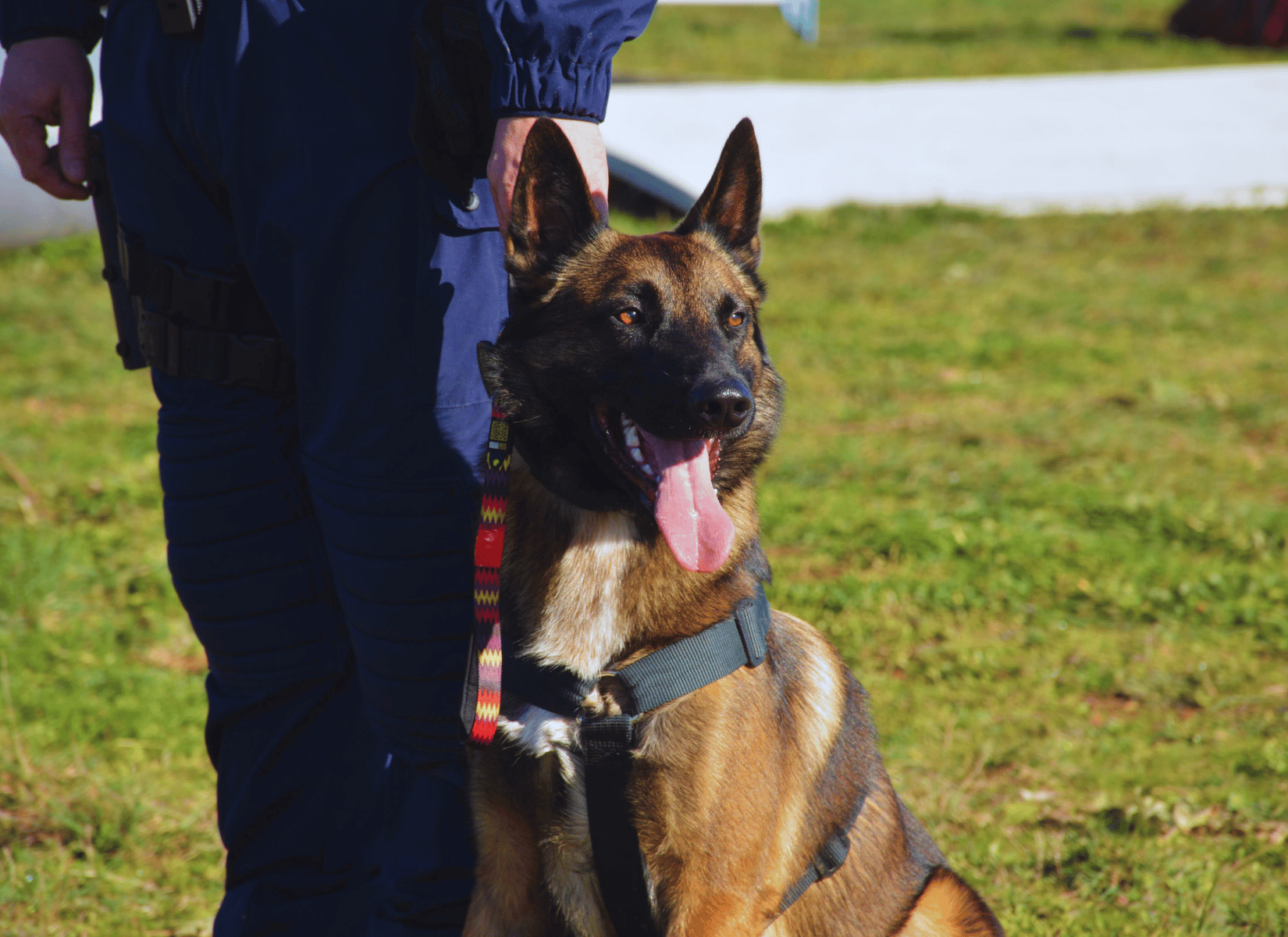 Petite Camargue Chien Patrouille Forces Ordre Police Intercommunale