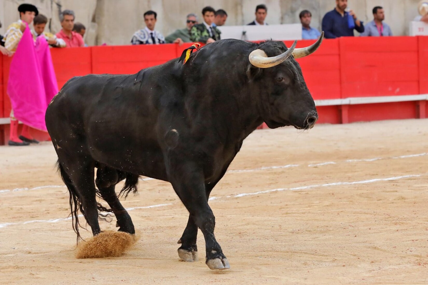 feria_corrida_pentecote_arenesdenimes_reveildumidi