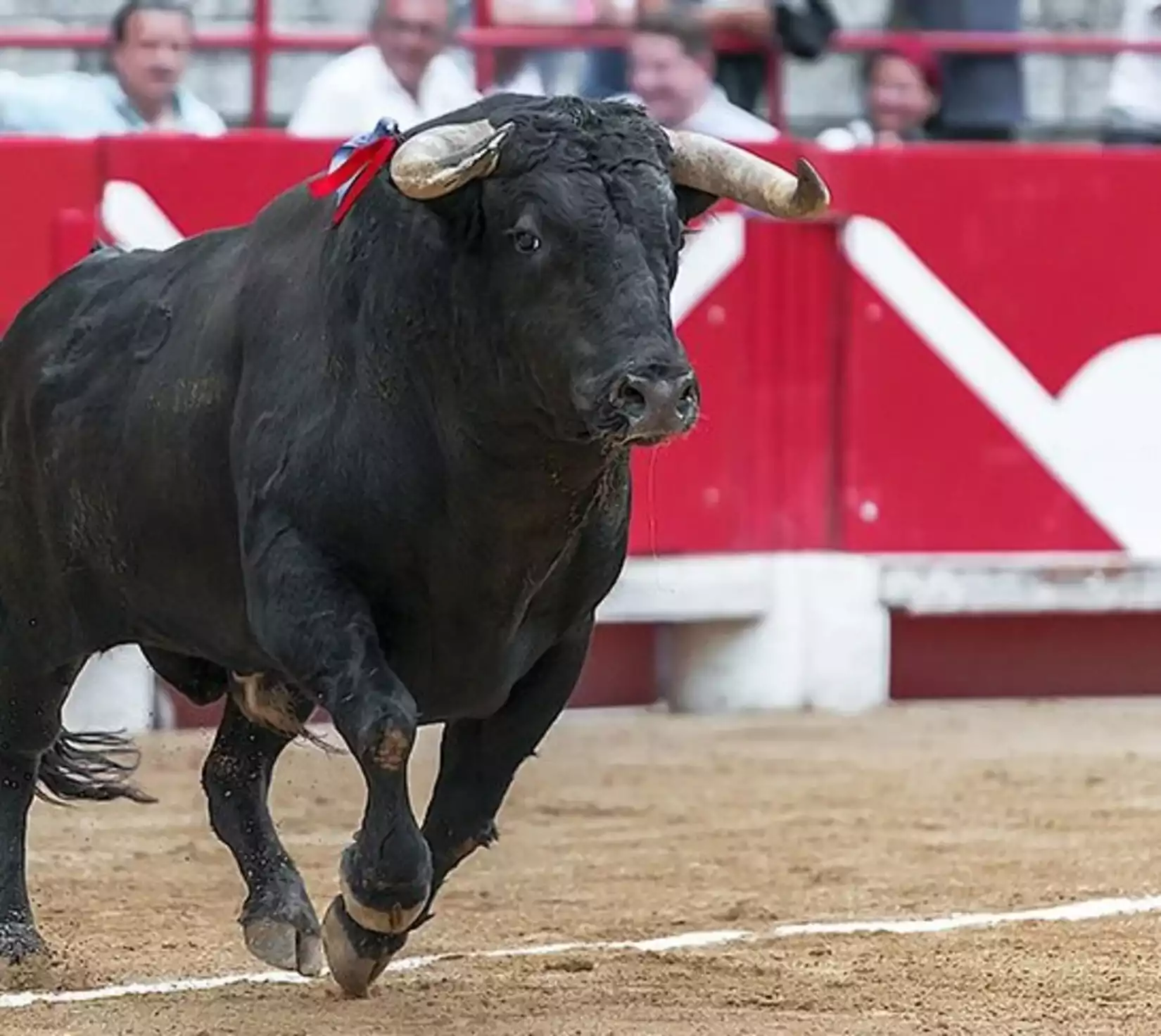 corrida pérols petition taureau tradition maire 