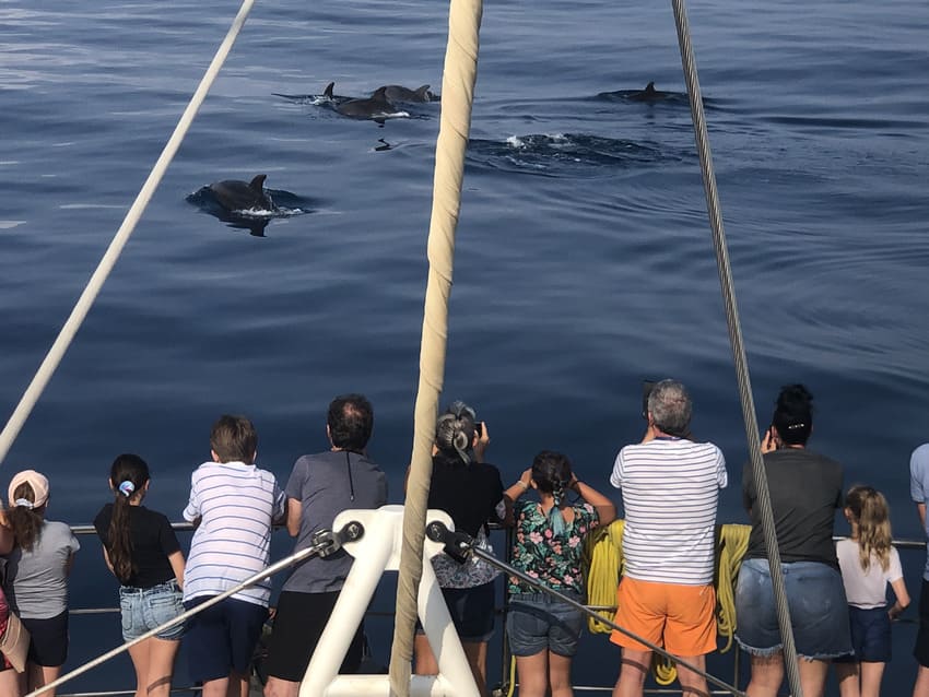 Les dauphins sont curieux ce mercredi 12 juillet. Crédit photo GG