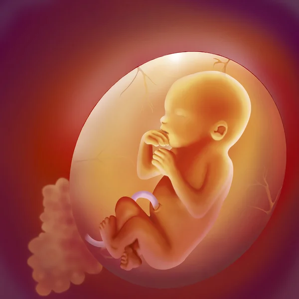 depositphotos_44390517-stock-photo-placing-the-fetus.jpeg