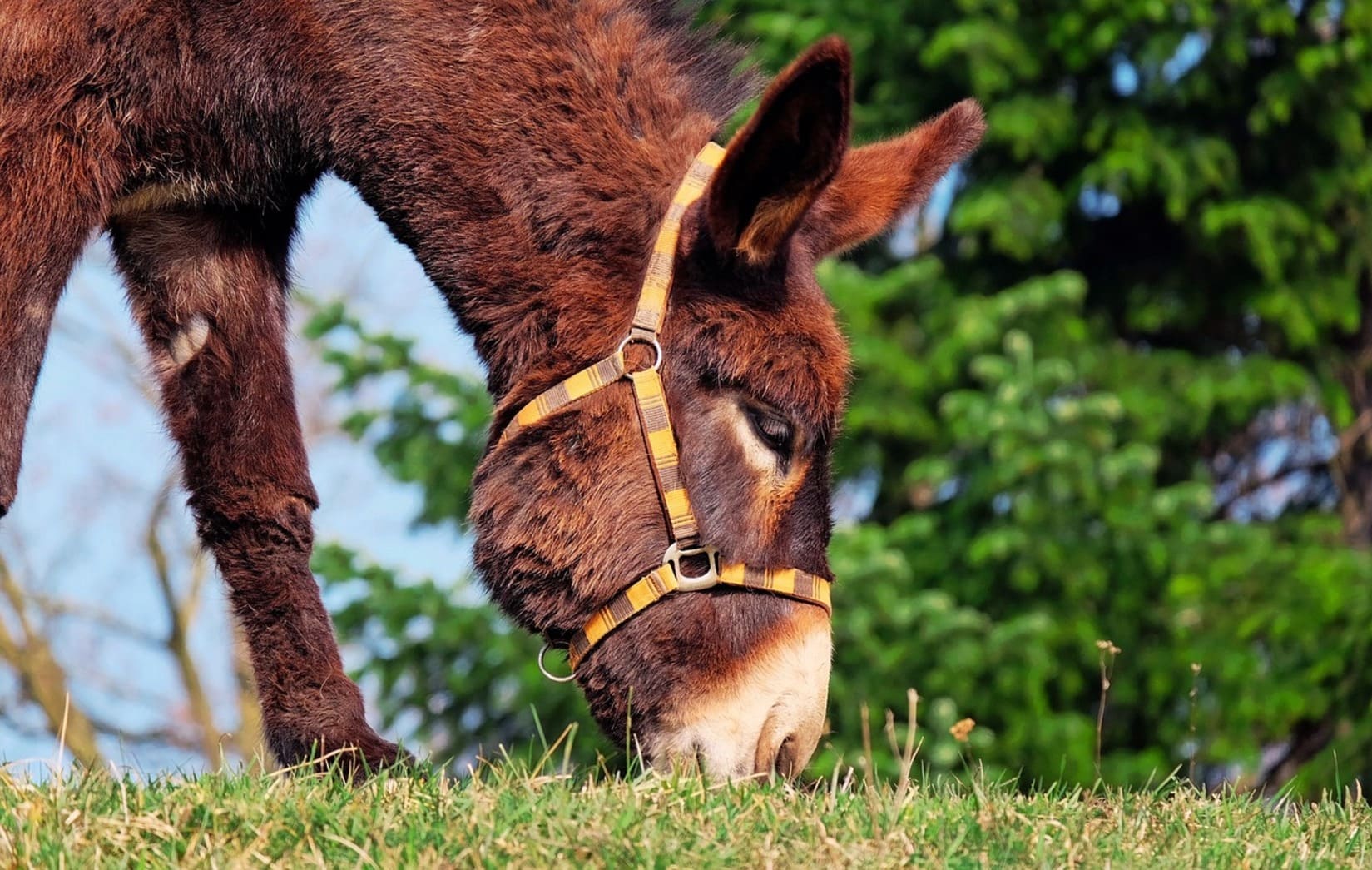 Ane_animaux_fait_divers_crime_chasse