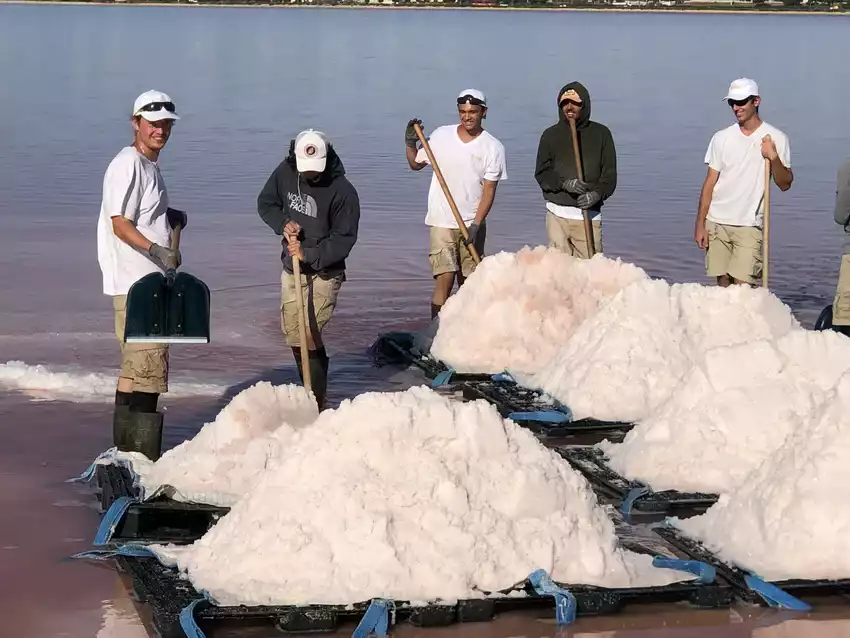 fleur sel les salins du midi aigues mortes