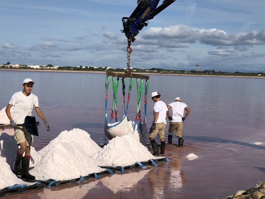 fleur sel les salins du midi lereveildumidi2