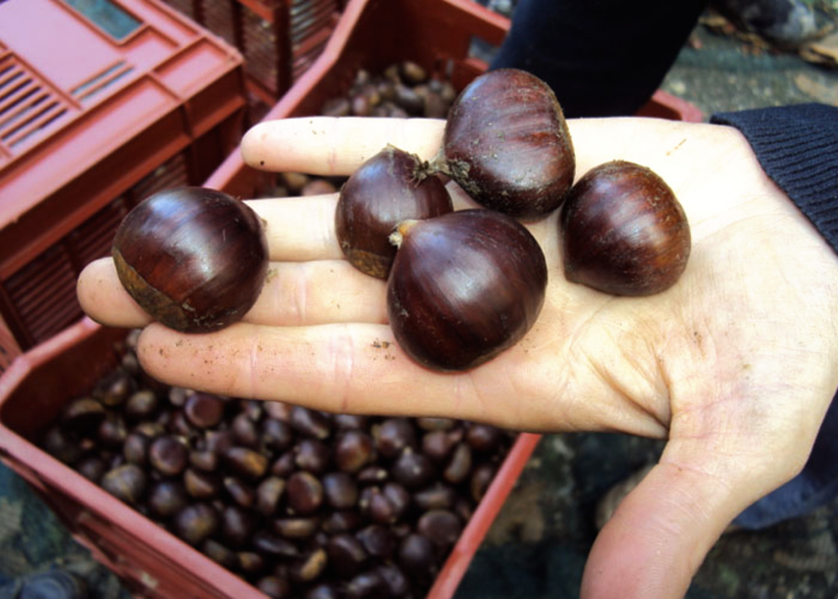 chataignedescevennes_chataigne_chataignier_aop_appellationd'origineprotegee_commissioneuropeenne_cevennes_terroir_produitsduterroir_tresord'automne_reveildumidi