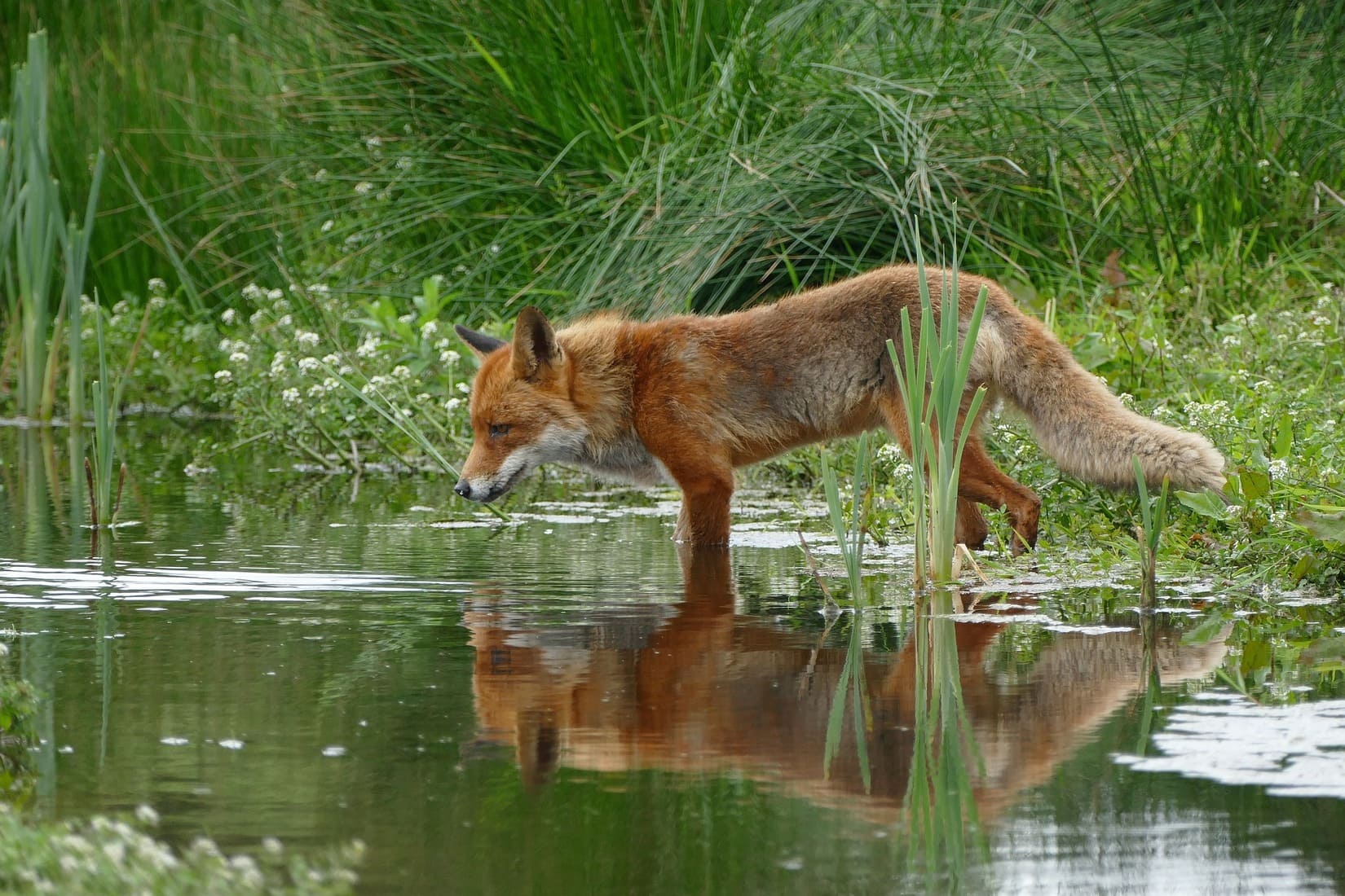 Photo_louis_givelet_nature_renard_chasse_protection_le_réveil_du_midi