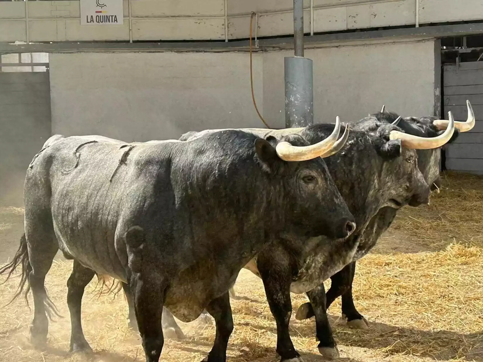 Féria de Nîmes toros virus contamination corrida toro